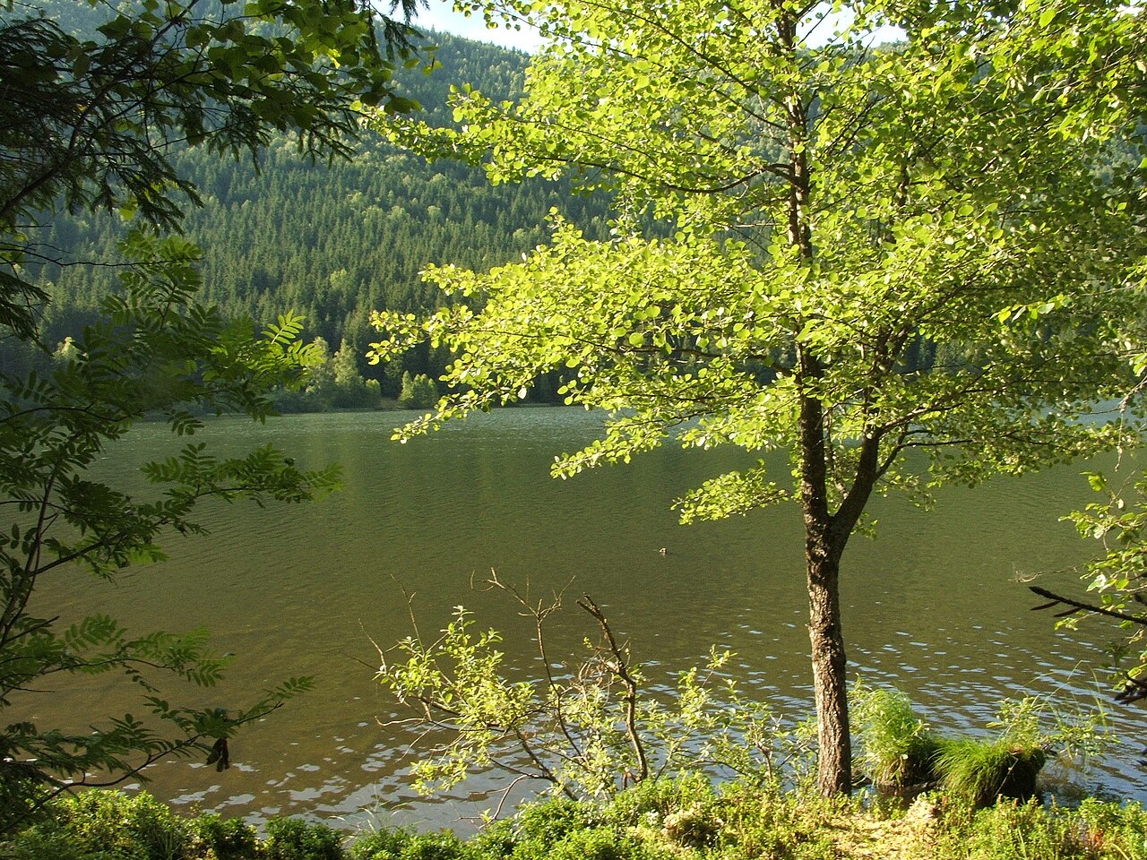 Reflexii și vegetație la Lacul Sfânta Ana