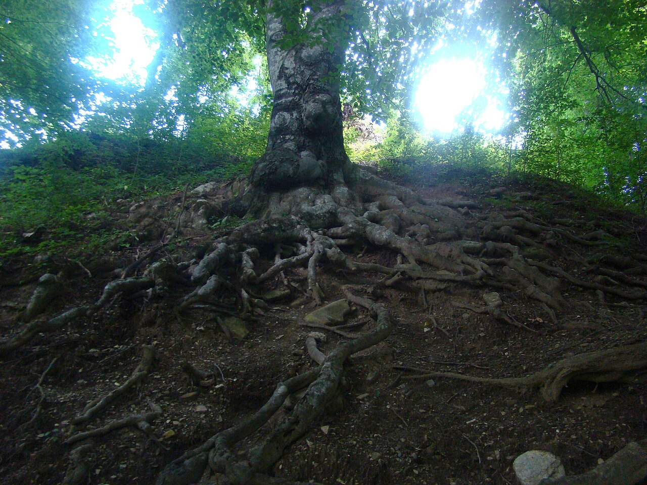 Pădure în zona Cascadei Putnei
